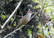 Puerto Rican Lizard-Cuckoo