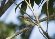 Puerto Rican Spindalis