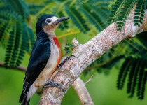 Puerto Rican Woodpecker
