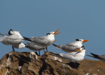 Royal Terns