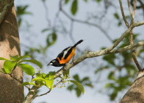 Venezuelan Troupial