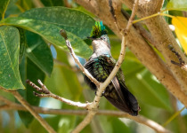 Antillean Crested Hummingbird