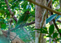 Puerto Rican Parrot