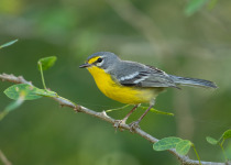 Adelaide's Warbler