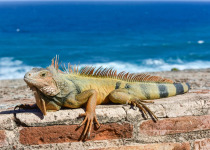 Iguana