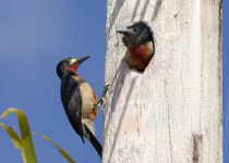 Puerto Rican Woodpeckers