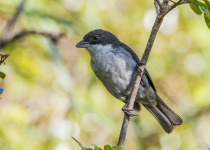 Puerto Rican Tanager