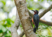 Puerto Rican Woodpecker