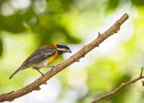 Puerto Rican Spindalis