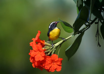 Bananaquit on flower