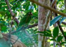 Puerto Rican Parrot