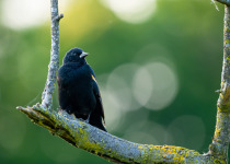 Yellow-shouldered Blackbird