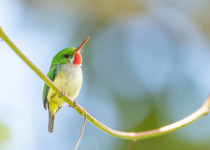 Puerto Rican Tody