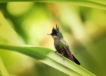 Antillean Crested Hummingbird