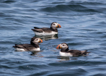 Atlantic Puffins