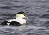 Common Eider