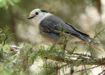 Canada Jay