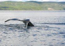 Humpback Whale near the confluence of the Saint Lawrence and Saguenay rivers, near Tadoussac, Quebec, Canada