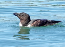 Razorbill