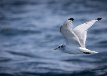 Black-legged Kittiwake