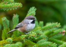 Boreal Chickadee