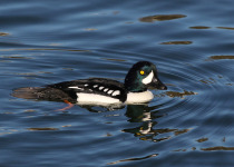 Barrow's Goldeneye