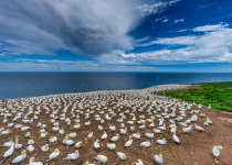 Bonaventure Island Gannet Colony