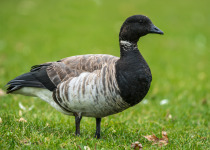 Brant Goose is standing on a green grass