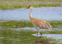 Sandhill Crane