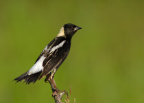 Bobolink