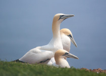 Northern Gannet pairs on Bonaventure Island near to Perce, Quebec, Gaspe, Canada.