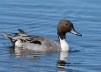 Northern Pintail