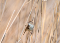 Paddyfield Warbler