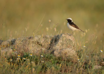 Pied Wheatear