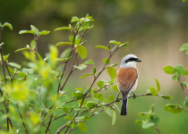 Red-backed Shrike