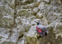 Wallcreeper (Tichodroma muraria) rest on cliff in natural habitat.