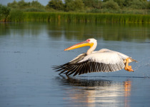 White Pelican on Danube