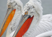 Dalmatian Pelican