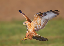Long-legged Buzzard