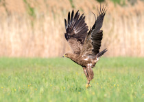 Lesser Spotted Eagle