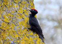 Black Woodpecker