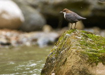 White-throated Dipper