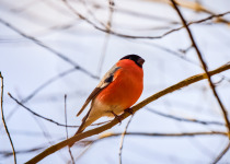 Eurasian Bullfinch