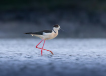 Black-winged Stilt