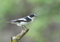 Collared Flycatcher