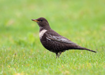 Ring Ouzel