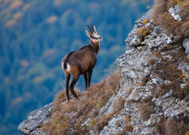 chamois wild goat in mountain landscape looking up