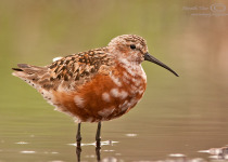 Curlew Sandpiper