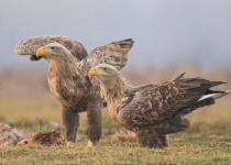 White-tailed Eagle