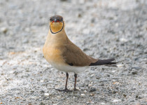 Collared Pratincole